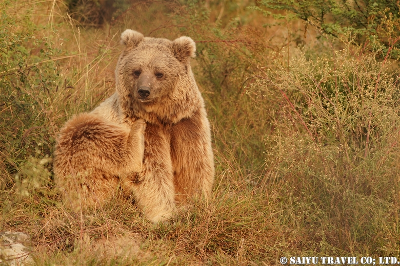 Balkasar Bear Sanctuary, Protect Bears in Pakistan!